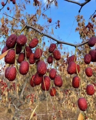Táo Đỏ Tân Cương TAKLA - Gói 1KG (80-85 quả)