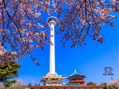 Tour Hàn Quốc 6 Ngày 5 Đêm: Hành Trình Khám Phá Busan – Jeju Đầy Ấn Tượng