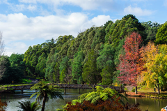 Khám Phá Mùa Thu Nước Úc: Hành Trình Độc Đáo từ Hà Nội Đến Sydney