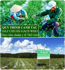 Trà cà gai leo Tịnh Tâm cao cấp hộp 20 túi lọc