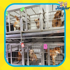 Dịch vụ lưu chuồng cho Chó tại Hachiko
