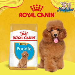 Royal Canin Poodle Puppy 0.5kg - 1.5kg - Thức ăn cho chó con Royal Canin Poodle Puppy 1.5kg từ 2-10 tháng tuổi