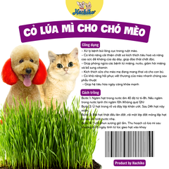 Chậu cỏ tươi cho Mèo trồng sẵn