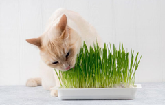 Chậu cỏ tươi cho Mèo trồng sẵn