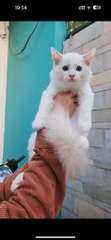 Mèo Ragdoll sinh ngày 12/11/23 - giống Đực  - THÚ CƯNG TÌM CHỦ