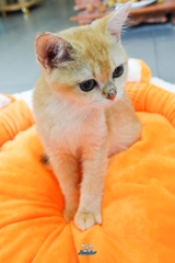 Mèo Anh Lông Ngắn Màu Golden Chân Dài