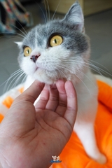 Mèo Anh Lông Ngắn Bicolor ( Bé Gái )