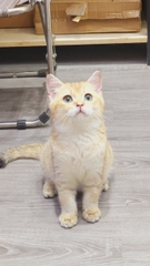 Mèo ALN Golden Cái có giấy ngày sinh 21/8/2022