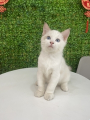 Mèo Ragdoll sinh ngày 12/11/23 - giống Đực  - THÚ CƯNG TÌM CHỦ