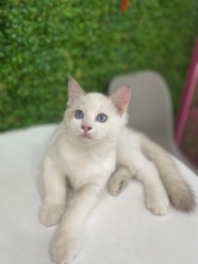 Mèo Ragdoll sinh ngày 12/11/23 - giống Đực  - THÚ CƯNG TÌM CHỦ