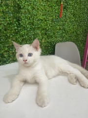 Mèo Ragdoll sinh ngày 12/11/23 - giống Đực  - THÚ CƯNG TÌM CHỦ