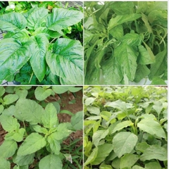 Hạt Giống Rau Dền Xanh Cao Sản ( Lá Tròn ) - Gói 20gram