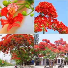 Hạt Giống Hoa Phượng Vĩ Đỏ