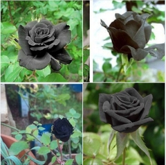 Hạt Giống Hoa Hồng Đen