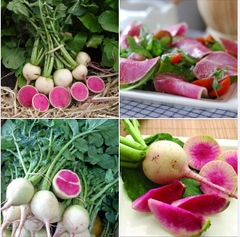 Hạt Giống Củ Cải Cherry Trắng Ruột Đỏ