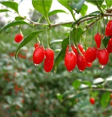 Hạt Giống Quả Câu Kỷ Tử - GojiBerry