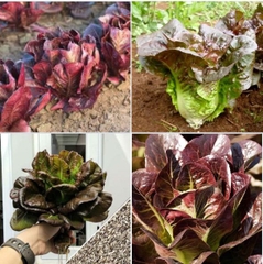 Hạt Giống Xà Lách ROMAINE Đỏ - Gói 0.2gram
