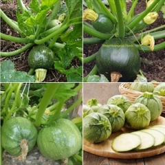 Hạt Giống Bí Ngồi Xanh Quả Tròn