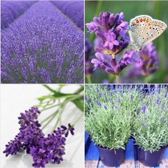 Hạt Giống Hoa Oải Hương ( Lavender)