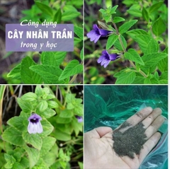 Hạt Giống Cây Nhân Trần