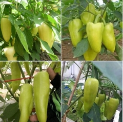 Hạt Giống Ớt Ngọt Đùi Gà Thái Lan - Gói 0,5gr