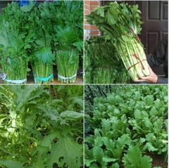 Hạt Giống Rau Cải Mèo Hà Giang