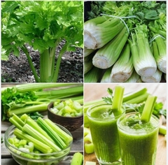 Hạt Giống Cần Tây Bẹ To Mỹ - Gói 100 hạt
