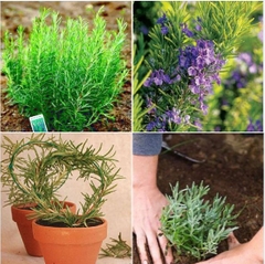 Hạt Giống Cây Hương Thảo Rosemary