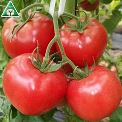 Hạt Giống Cà Chua Bát Đỏ Chịu Nhiệt F1