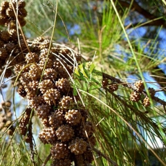 Hạt Giống Cây Phi Lao