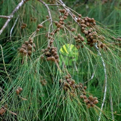 Hạt Giống Cây Phi Lao