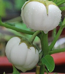 Hạt Giống Cà Bát Trắng Cao Sản