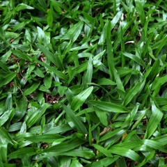 Hạt Giống Cỏ Lá Gừng (Cỏ Lá Tre )