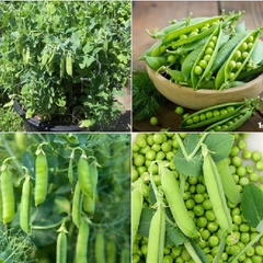 Hạt Giống Đậu Hà Lan Lấy Hạt