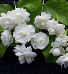 Hạt Giống Hoa Nhài ( Hoa Lài )