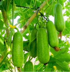 Hạt Giống Bí Đao Chanh Lai F1