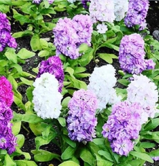 Hạt Giống Hoa Hoàng Anh Mix Màu