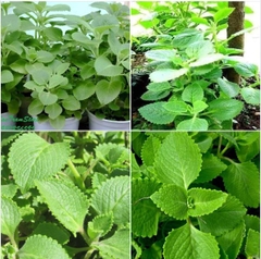 Hạt Giống Rau Húng Chanh - Gói 100 hạt