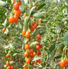 Hạt Giống Quả Câu Kỷ Tử - GojiBerry
