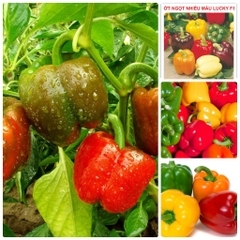 Hạt Giống Ớt Chuông Ngọt Mix Màu