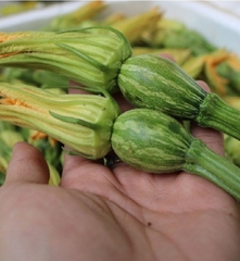 Hạt Giống Bí Siêu Nụ Cao Sản