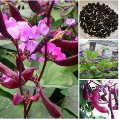 Hạt Giống Đậu Ván Tím F1