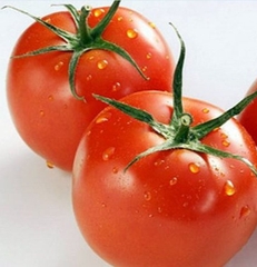 Hạt Giống Cà Chua Bát Đỏ Chịu Nhiệt F1