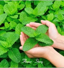 Hạt Giống Húng Bạc Hà Âu