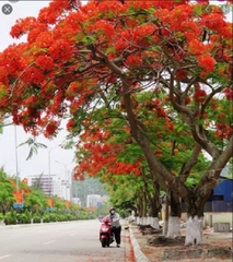 Hạt Giống Hoa Phượng Vĩ Đỏ