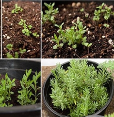 Hạt Giống Hoa Oải Hương ( Lavender)