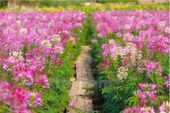 Hạt Giống Hoa Hồng Ri Nhiều Màu ( Hoa Túy Điệp )