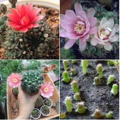 Hạt Giống Hoa Xương Rồng Thân Long Mix Màu