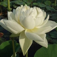 Hạt Giống Hoa Sen Bách Diệp Trắng