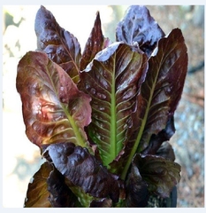 Hạt Giống Xà Lách ROMAINE Đỏ - Gói 0.2gram